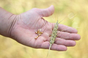 Close up of the wheat grains
