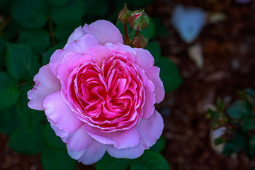 Fragrant Rose in Full Blossom