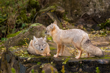 Fuchspaar