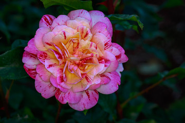Fragrant Rose in Full Blossom