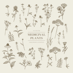 Medicinal herbs.