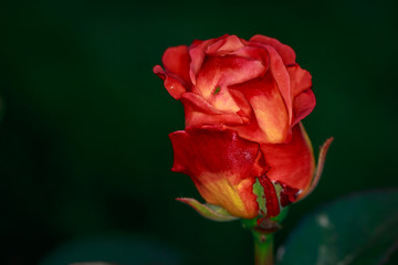 Fragrant Rose in Full Blossom