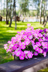 Fototapeta na wymiar Beautiful pink petunia flowers (Petunia hybrida) in garden