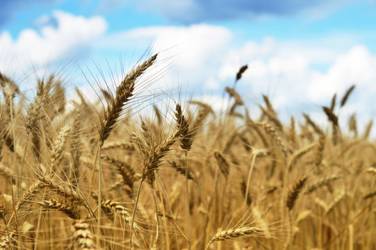 Golden wheat field in the summer