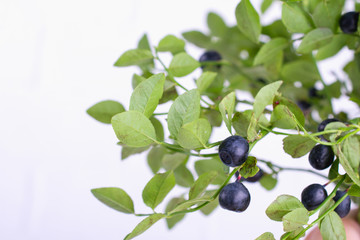 Fresh wild forest blueberries on green branches with green  leaves on white background . Blackberry bilberry close-up