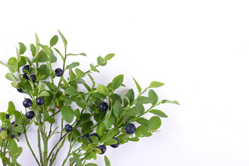 Fototapeta na wymiar Wild forest blueberries on the branches on white background