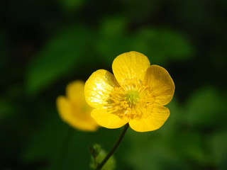 bright colorful summer flowers