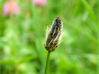 bright colorful summer flowers