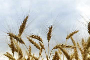 Wheat against blue sky