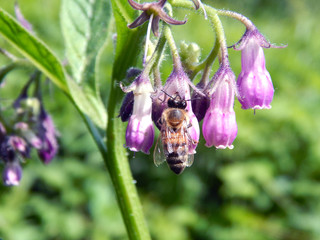 colorful summer flowers