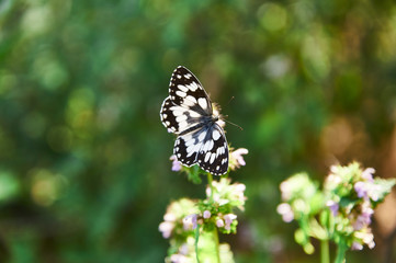 Fototapeta na wymiar Morning Macro Butterflies