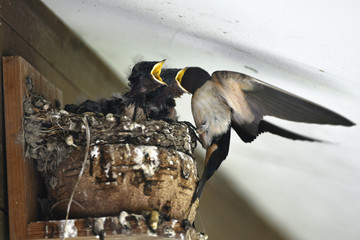 子育て中のツバメ　