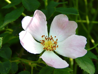 colorful summer flowers