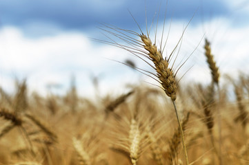 Close up of the wheat in the field
