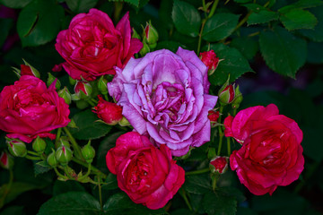 Fragrant Rose in Full Blossom