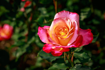 Fragrant Rose in Full Blossom