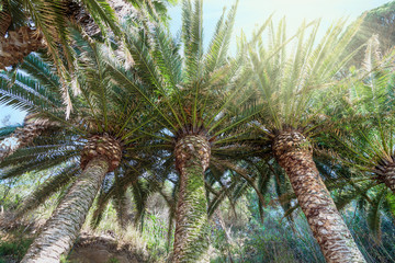 Naklejka premium palm trees, brightly lit by the tropical sun, against the blue sky