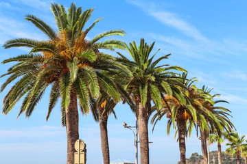 palm trees, brightly lit by the tropical sun, against the blue sky