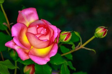 Fragrant Rose in Full Blossom