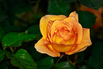 Fragrant Rose in Full Blossom