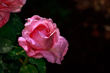 Fragrant Rose in Full Blossom