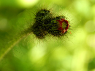 bright colorful summer flowers