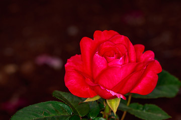 Obraz premium Fragrant Rose in Full Blossom