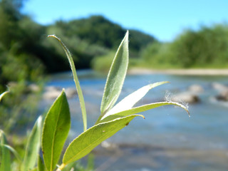 colorful summer flowers
