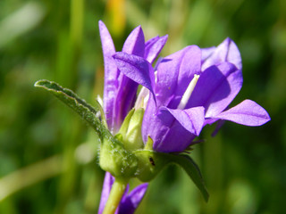 colorful summer flowers