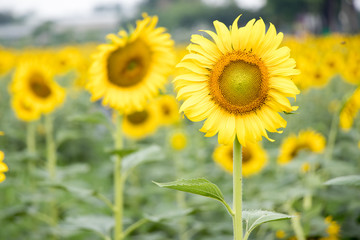 Beautiful yellow sunflower in the farm background