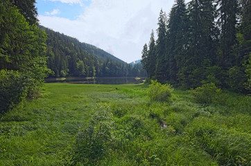 Fototapeta na wymiar Beautiful scenery of Synevyr Lake in summer morning light. Spruce forest and clouds reflecting on a water surface. Carpathian mountains, Ukraine