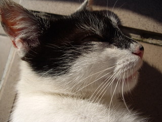 Black and white cat basking in the sun