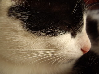 Biało-czarny kot, zbliżenie głowy kota