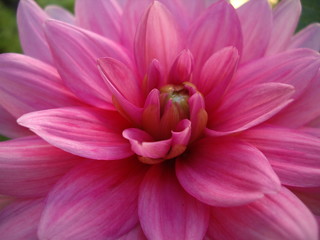 Pink dahlia flower, flower closeup