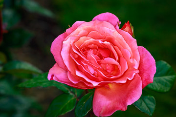 Obraz premium Fragrant Rose in Full Blossom