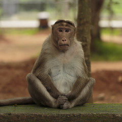 Monkey Doing Yoga