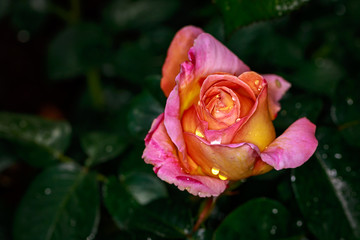 Fragrant Rose in Full Blossom