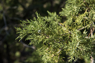 Obraz premium Juniperus in Hezar Masjed Mountains, Khorasan, Iran