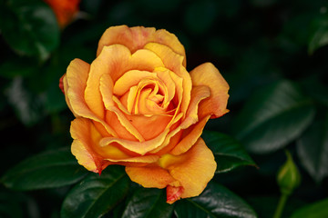 Fragrant Rose in Full Blossom
