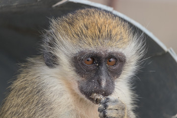 Carol the monkey