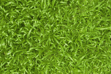 Green grass texture background