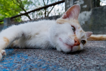 homeless street lazy cat