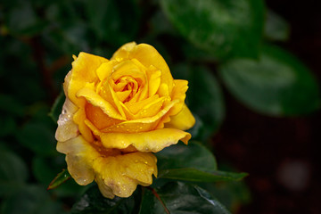 Fragrant Rose in Full Blossom
