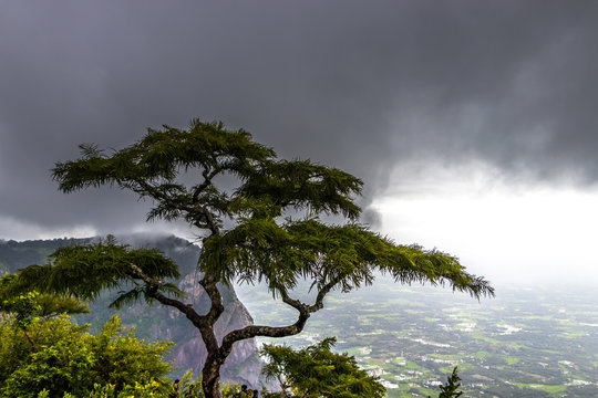 Nelliyampathy is a hill station within the Nelliyampathy Forest Reserve, in the southwest Indian state of Kerala.