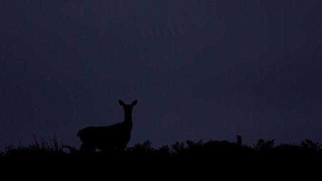 Silhouette d'une biche / Silhouette of a deer at night