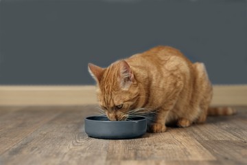 Cute ginger cat sitting in front of a bowl food.
