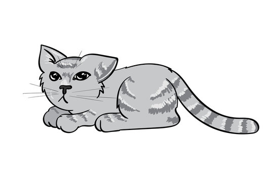 Sad Tabby Cat