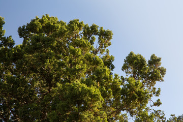 Obraz premium Juniperus in Hezar Masjed Mountains, Khorasan, Iran