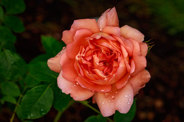 Fragrant Rose in Full Blossom