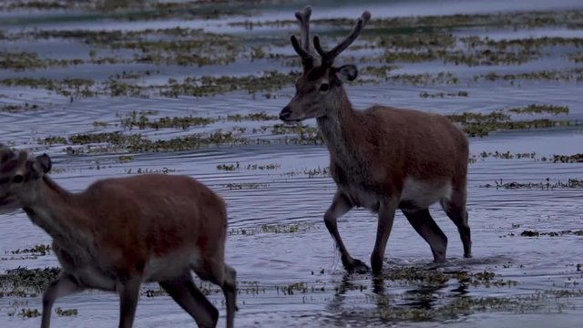 Un cerf et ses biches marchent dans un lac / A deer and hints walking in a loch